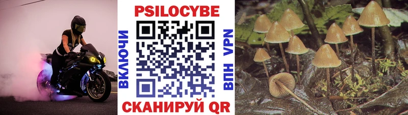 Псилоцибиновые грибы Psilocybe  цены наркотик  ссылка на мегу ТОР  Староминская 